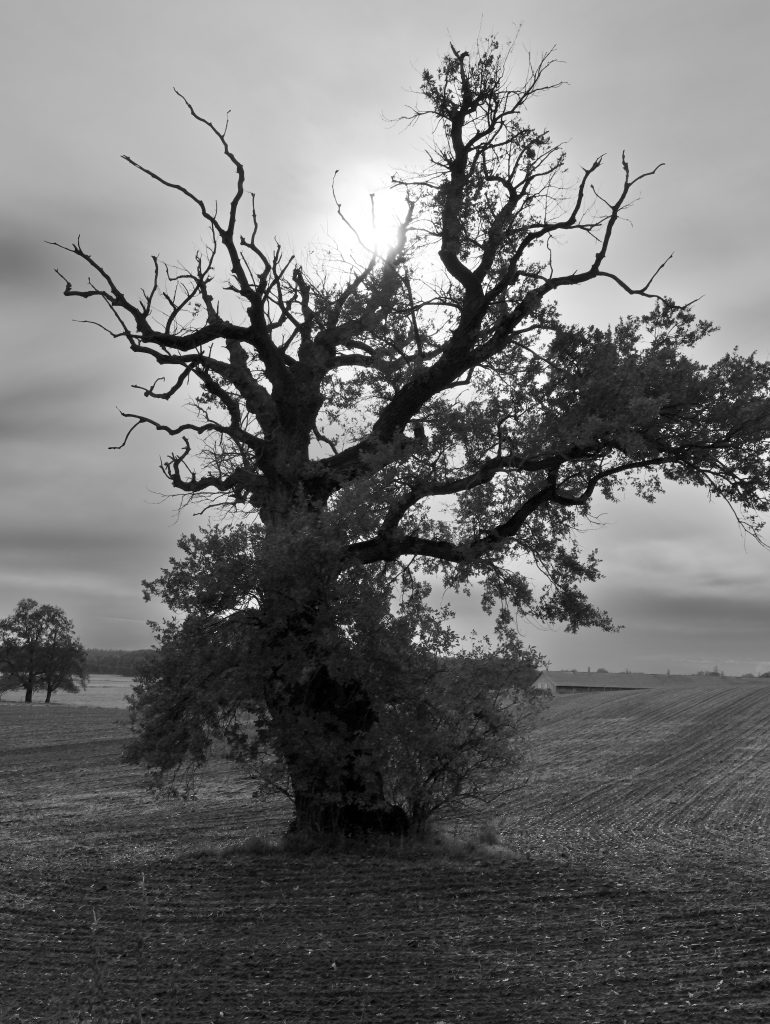 Oak Tree neer Fincken