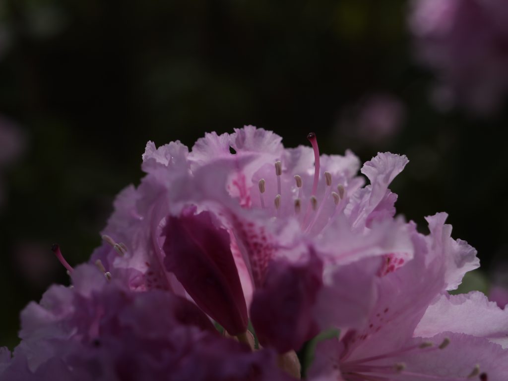 Rhododendron Blossom