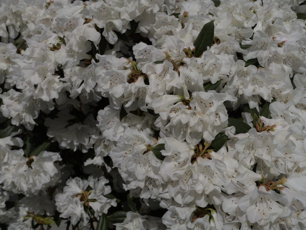 rhododendron blossoms