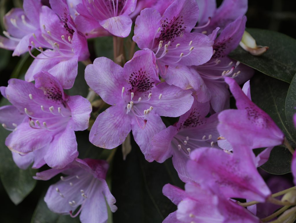 Rhododendron Blossoms