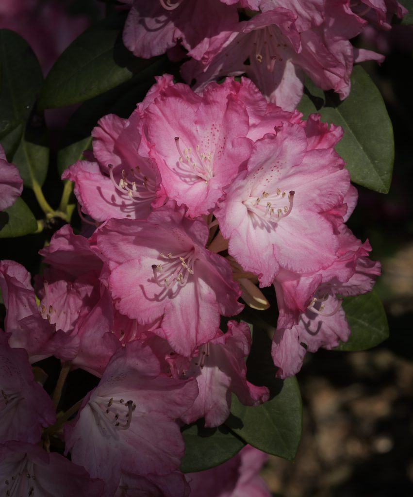 Rhododendron Blossoms